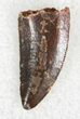 Serrated Raptor Tooth From Morocco - #23002-1